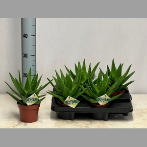 ALOE PERFOLIATA