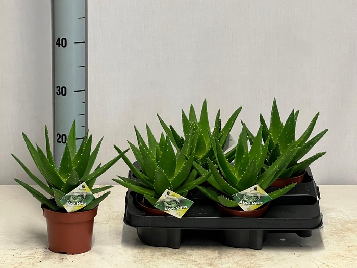<h4>ALOE PERFOLIATA</h4>
