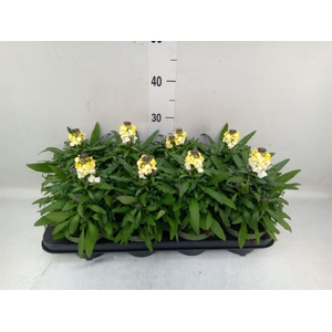 Erysimum  'Leya White'