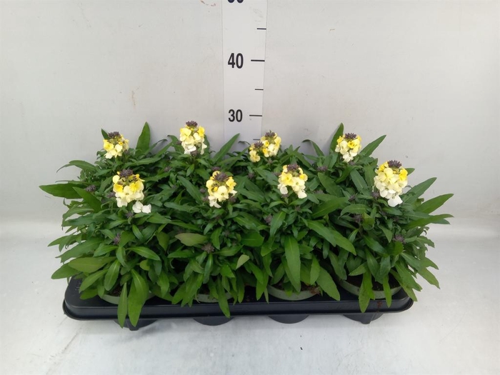 <h4>Erysimum  'Leya White'</h4>