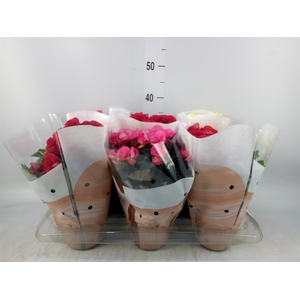 Begonia elat. DU   ...mix