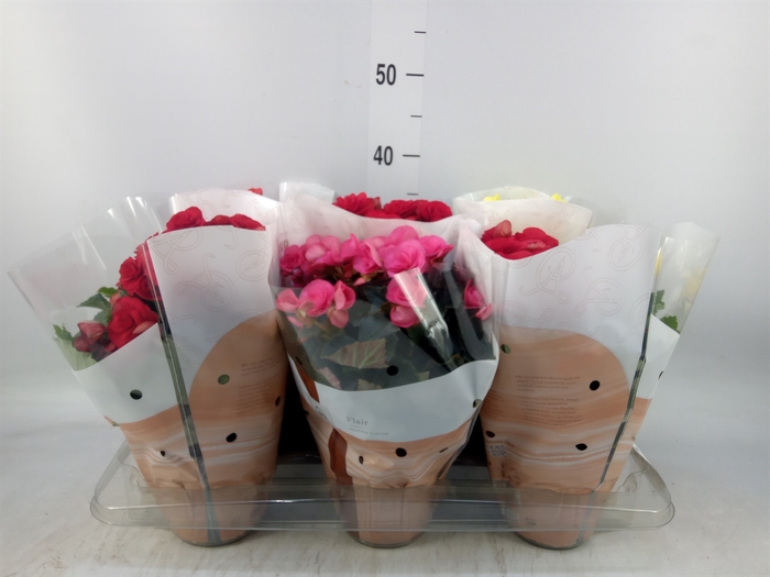 <h4>Begonia elat. DU   ...mix</h4>
