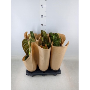 Philodendron melanochrysum