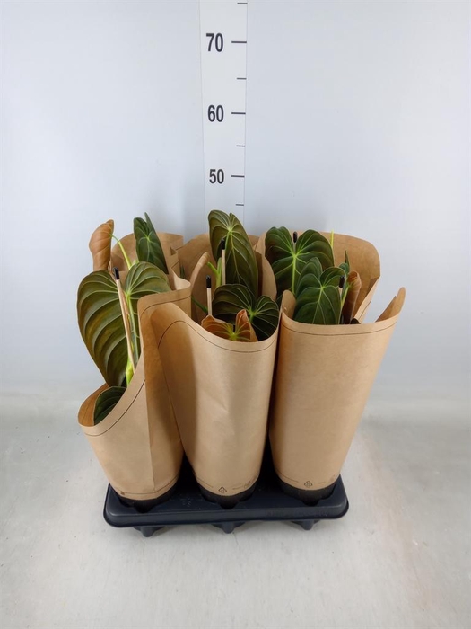 <h4>Philodendron melanochrysum</h4>