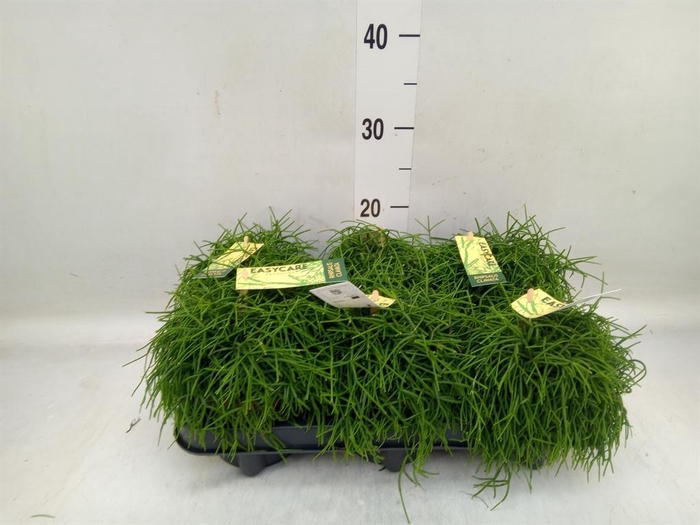 <h4>Rhipsalis baccifera 'Oasis'</h4>