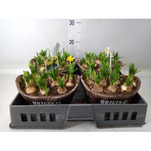 Arr.  Narcissus Tete Tete L%