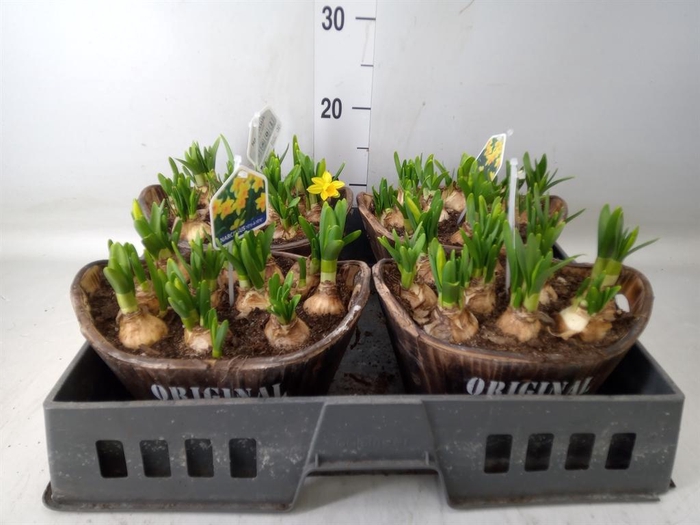 <h4>Arr.  Narcissus Tete Tete L%</h4>