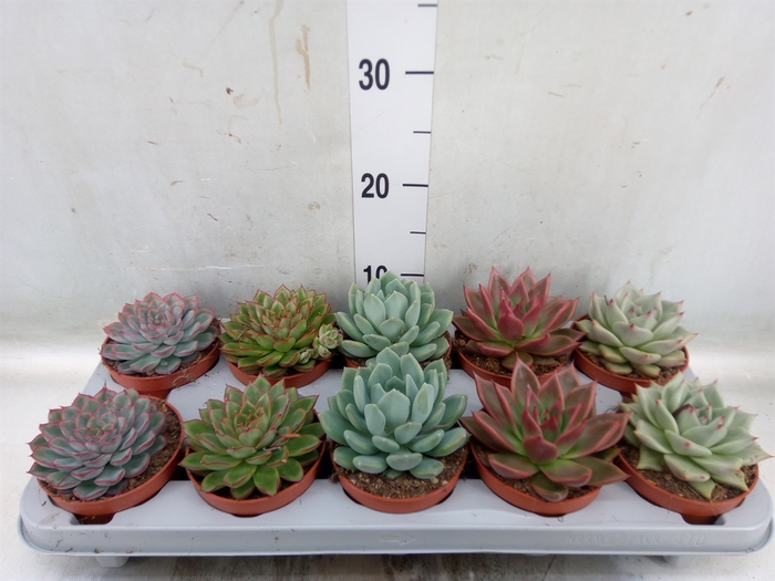 <h4>Echeveria   ...mix</h4>