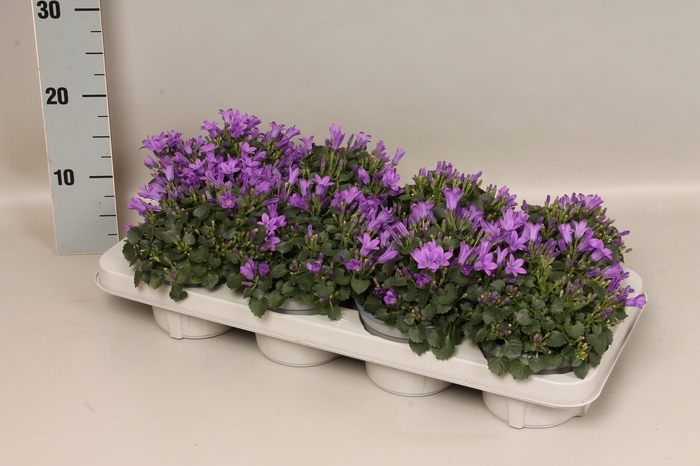 <h4>Campanula catharina</h4>