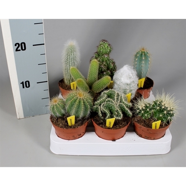 <h4>Cactus 8,5 cm mix met naametiket</h4>