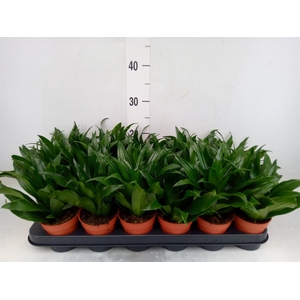 Dracaena frag. 'Compacta'