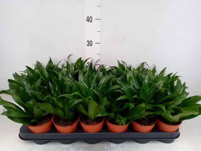 <h4>Dracaena frag. 'Compacta'</h4>