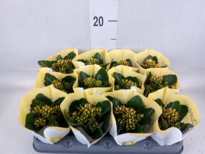 <h4>Kalanchoe  'African Sam'</h4>