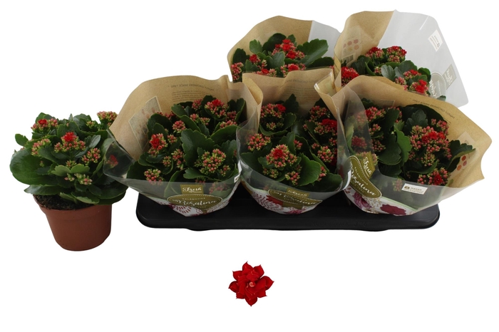 <h4>KAL GE DON JUSTINO</h4>