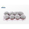 Echeveria Agavoides Paint White