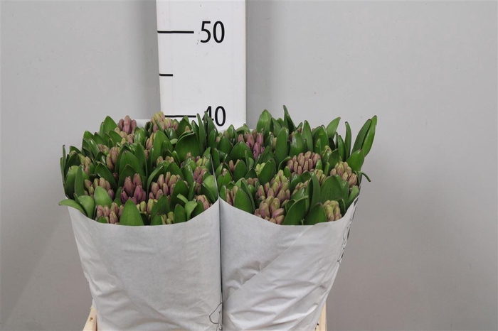 <h4>Hyac Anna Liza</h4>