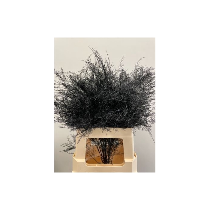<h4>Treefern Black</h4>