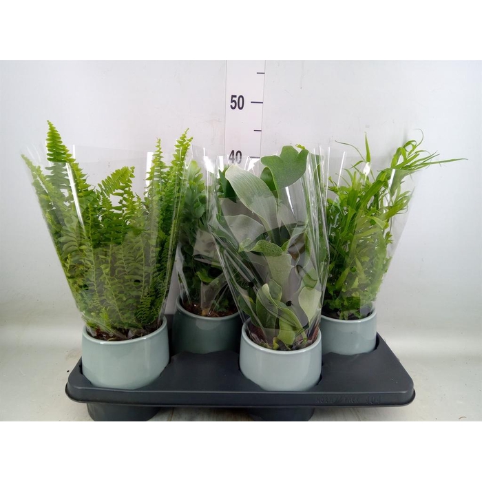 <h4>Ferns ...mix</h4>