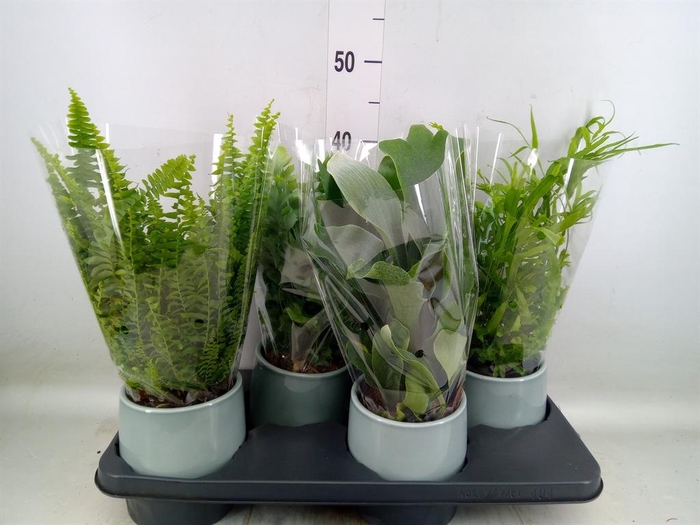 <h4>Ferns ...mix</h4>