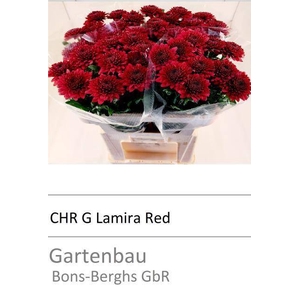 CHR G LAMIRA RED