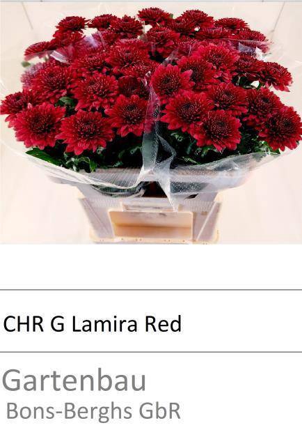 <h4>CHR G LAMIRA RED</h4>