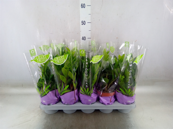 <h4>Zamioculcas zamiifolia</h4>