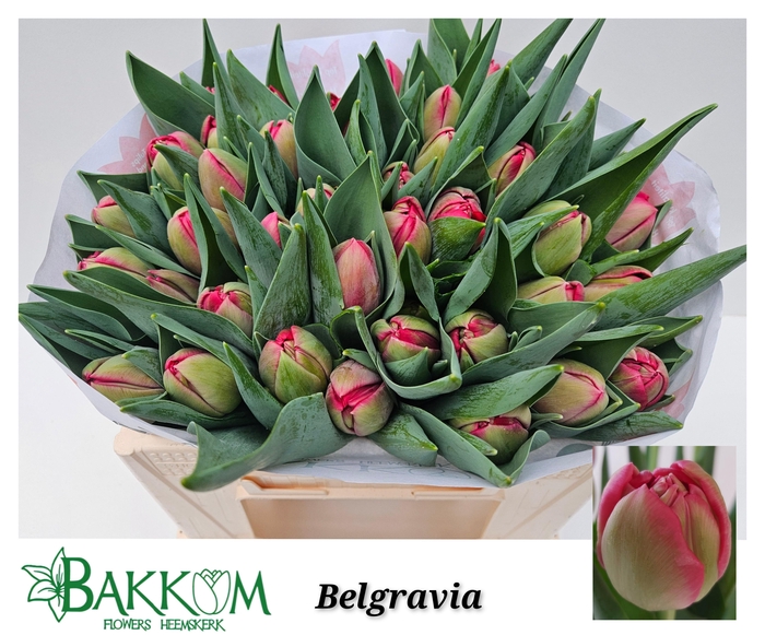 <h4>TU DU BELGRAVIA</h4>