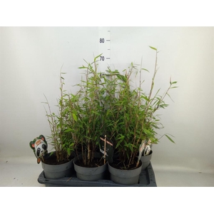 Fargesia nitida 'Black Pearl'