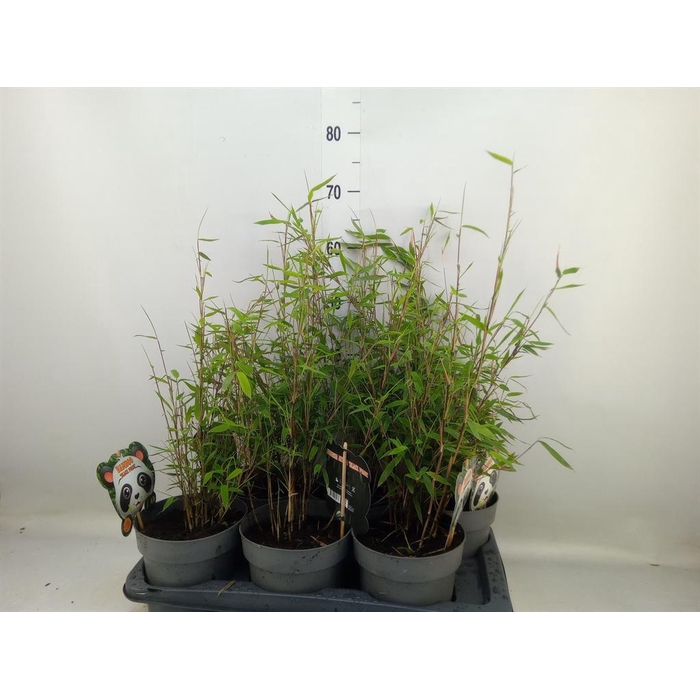 <h4>Fargesia nitida 'Black Pearl'</h4>