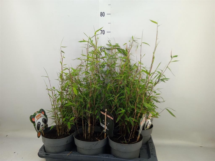 <h4>Fargesia nitida 'Black Pearl'</h4>