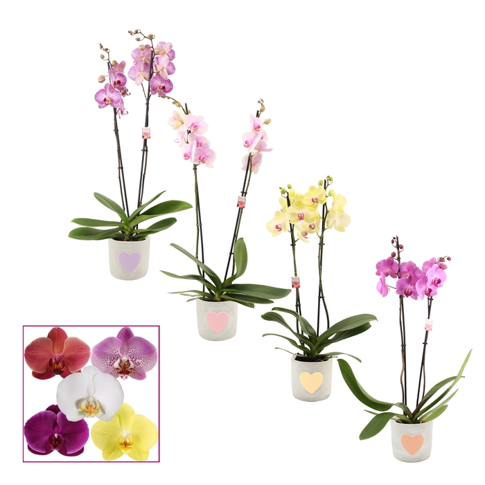 <h4>PHAL GEM</h4>
