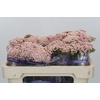 Ozothamnus Cooks Pink