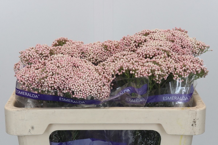 <h4>Ozothamnus Cooks Pink</h4>