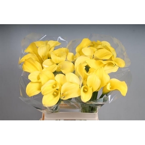 Calla Goldcup Kallaland