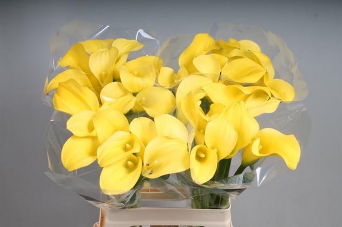 <h4>Calla Goldcup Kallaland</h4>