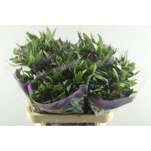 Alstr Rumba (rood)xx