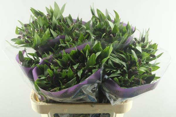 <h4>Alstr Rumba (rood)xx</h4>