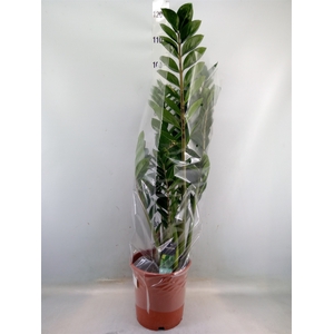 Zamioculcas zamiifolia