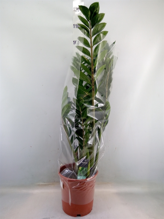 <h4>Zamioculcas zamiifolia</h4>