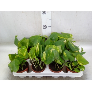 Epipremnum pinn. 'Aureum'