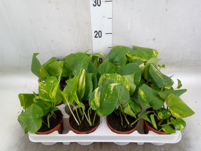 <h4>Epipremnum pinn. 'Aureum'</h4>