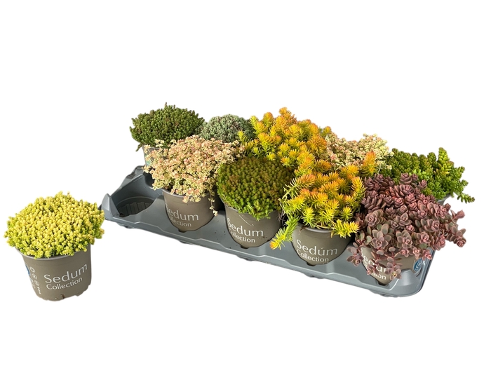 <h4>SEDUM GEM</h4>