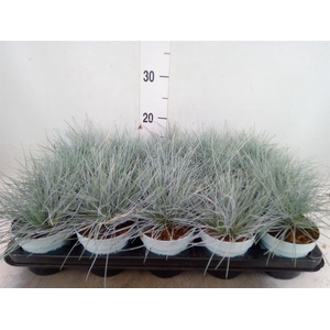 Festuca glauca 'Compacta Blue'