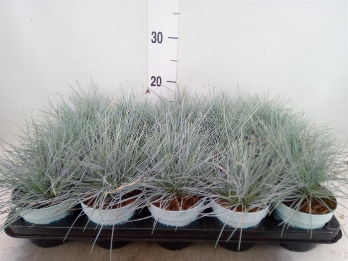 Festuca glauca 'Compacta Blue'
