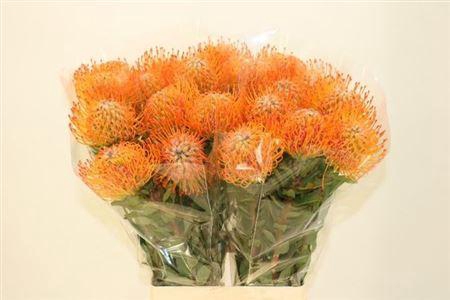 <h4>Leuco Ayoba Sun</h4>