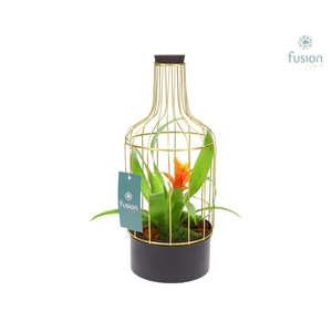 Metaal fles goudzwart Small met Bromelia