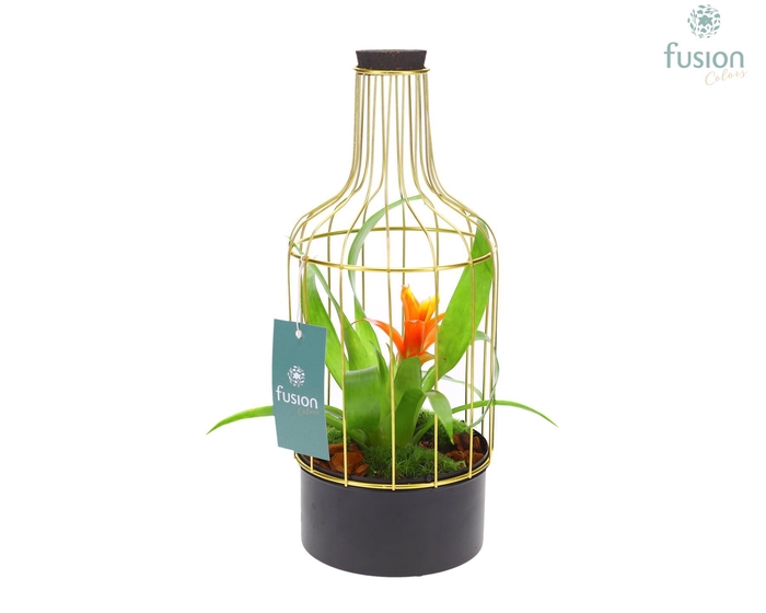 <h4>Metaal fles goudzwart Small met Bromelia</h4>