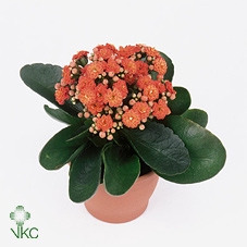 KALANCHOE BLOSSFELDIANA 'MINI'