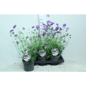 Scabiosa columb. 'Butterfly Blue'