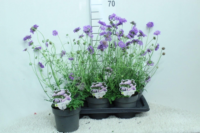 <h4>Scabiosa columb. 'Butterfly Blue'</h4>